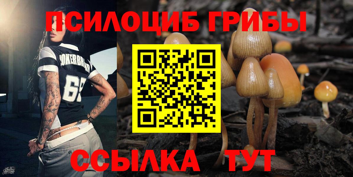 сколько стоит  Вход с VPN  Новоалтайск  Галлюциногенные грибы Cubensis 